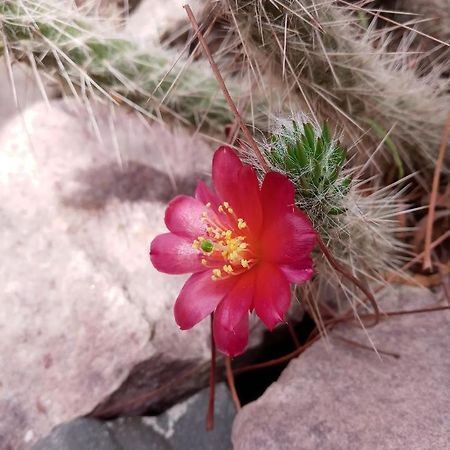Cabana Flor De Cardon-Juella. מראה חיצוני תמונה