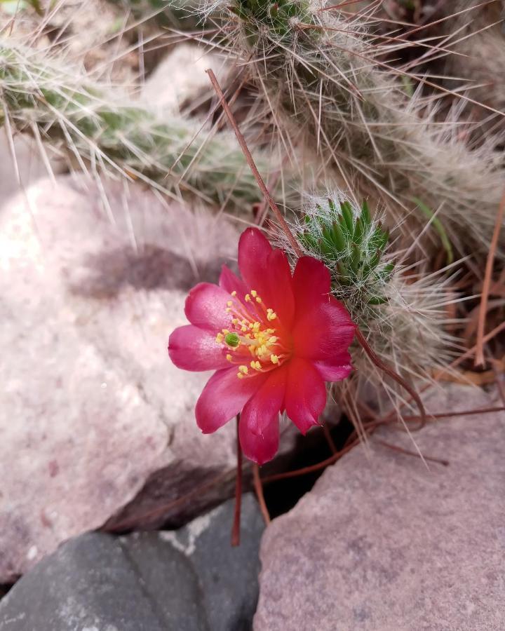 Cabana Flor De Cardon-Juella. מראה חיצוני תמונה