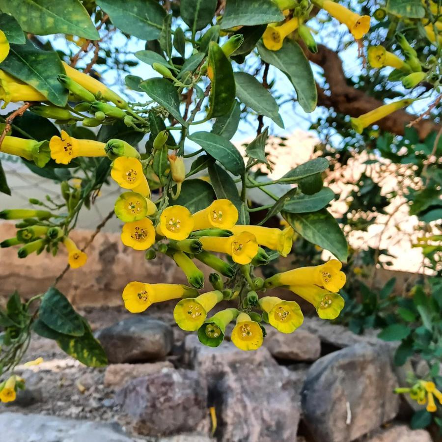 Cabana Flor De Cardon-Juella. מראה חיצוני תמונה